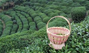 “普洱景邁山古茶林文化景觀”申遺通過審議 中國茶葉行業(yè)發(fā)展趨勢