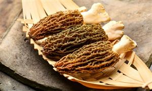 羊肚菌種植行業(yè)分析 羊肚菌種植風(fēng)險和效益并存
