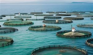 海洋漁業(yè)市場深度調(diào)研及未來發(fā)展機(jī)遇分析