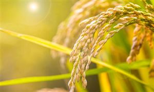 糧食行業(yè)發(fā)展現(xiàn)狀與趨勢分析：主產(chǎn)區(qū)各類糧食企業(yè)累計收購秋糧超4000萬噸