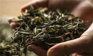 白茶行業(yè)市場(chǎng)供需及未來發(fā)展趨勢(shì)分析