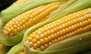 玉米行業(yè)現(xiàn)狀分析：國(guó)內(nèi)玉米價(jià)格持續(xù)下行，后期走勢(shì)如何?