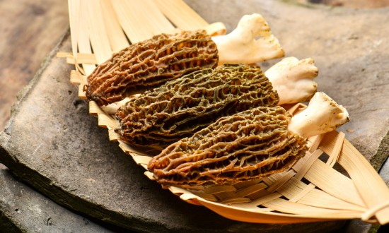 羊肚菌十年間種植面積增長數(shù)倍 羊肚菌種植行業(yè)發(fā)展方向