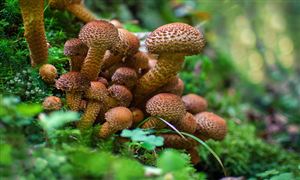 腐植酸行業(yè)市場發(fā)展現(xiàn)狀分析 腐植酸行業(yè)2024年重點(diǎn)工作任務(wù)發(fā)布