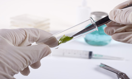 行業(yè)分析：2024年中央一號文件公布 生物育種產(chǎn)業(yè)鏈有望擴面提速