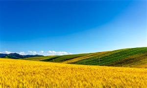 新疆農(nóng)業(yè)行業(yè)市場(chǎng)發(fā)展分析：2024年新疆糧食生產(chǎn)目標(biāo)再增100萬(wàn)噸
