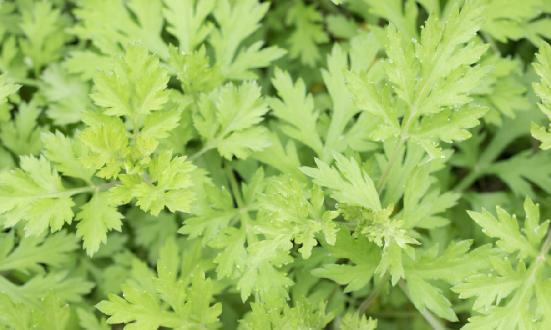 艾草行業(yè)深度調(diào)研報告2024：艾草行業(yè)需要尋求差異化定位