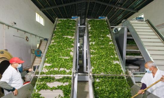 2024茶葉種植與加工行業(yè)發(fā)展趨勢(shì)、前景研究