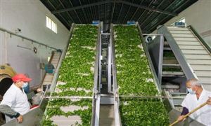 2024茶葉種植與加工行業(yè)發(fā)展趨勢、前景研究