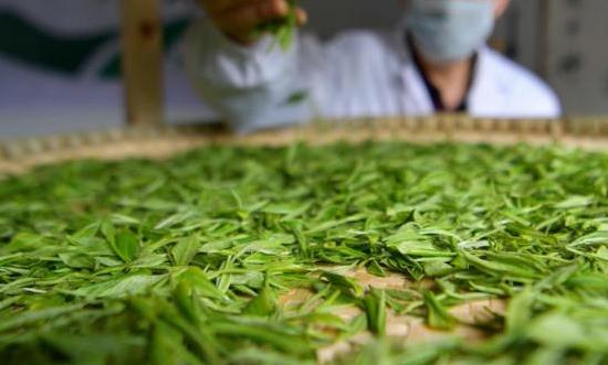 茶葉種植行業(yè)投資潛力、未來(lái)趨勢(shì)：朝著標(biāo)準(zhǔn)化、專業(yè)化、規(guī)?；较虬l(fā)展