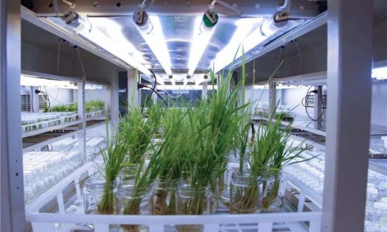 2024年中國生物育種行業(yè)的產(chǎn)業(yè)鏈供需布局及發(fā)展前景