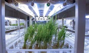 2024年中國(guó)生物育種行業(yè)的產(chǎn)業(yè)鏈供需布局及發(fā)展前景