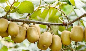 獼猴桃行業(yè)種植面積、產(chǎn)量及市場(chǎng)需求分析