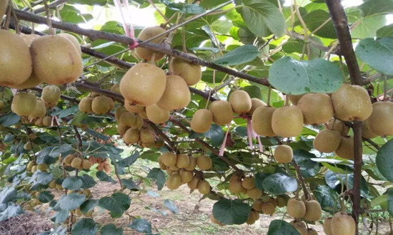 獼猴桃行業(yè)投資價(jià)值分析及發(fā)展機(jī)遇分析