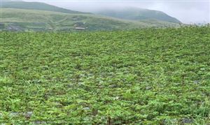 中藥材GAP基地行業(yè)前景研究：預計在未來幾年內市場規(guī)模將突破1萬億元