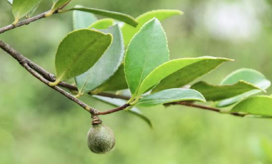2024年山茶油產業(yè)現(xiàn)狀分析及行業(yè)發(fā)展環(huán)境分析