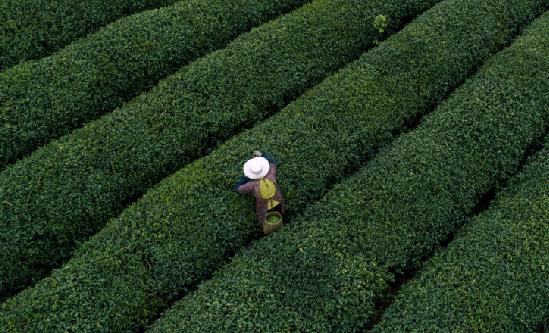 2024年綠茶飲料行業(yè)市場深度調(diào)研報告 中國綠茶市場規(guī)模占比最高達(dá)57.4%