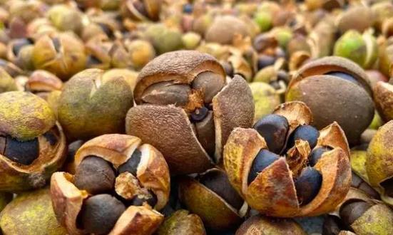 油茶行業(yè)深度調(diào)研及投資機(jī)會：油茶深加工領(lǐng)域具有廣闊前景