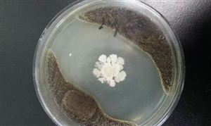微生物脫臭行業(yè)發(fā)展前景研究、趨勢調(diào)研