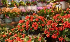 花卉種植行業(yè)發(fā)展前景及投資風(fēng)險預(yù)測 數(shù)字化時代 花卉行業(yè)也需要緊跟步伐