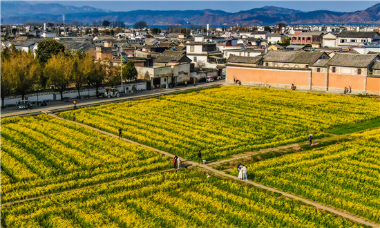 2024年油菜籽行業(yè)深度調(diào)研 預測到2026年中國油菜籽種子規(guī)模將達到25.78億元