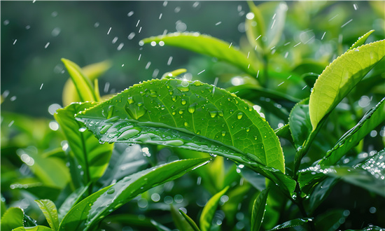 茶葉行業(yè)市場發(fā)分析全景調(diào)研 預測2024年茶市場規(guī)模將增至6646億元