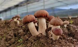 2024年中國食用菌行業(yè)的市場發(fā)展現(xiàn)狀及投資前景分析