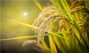 2024年糧食行業(yè)市場(chǎng)發(fā)展現(xiàn)狀及未來發(fā)展前景分析