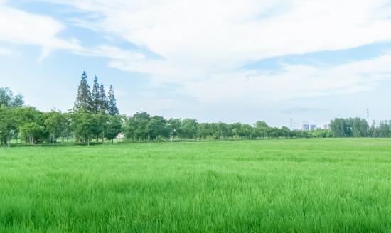 中國(guó)高標(biāo)準(zhǔn)農(nóng)田行業(yè)市場(chǎng)調(diào)查與發(fā)展前景分析
