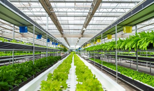 中國植物工廠行業(yè)市場調研及投資策略預測