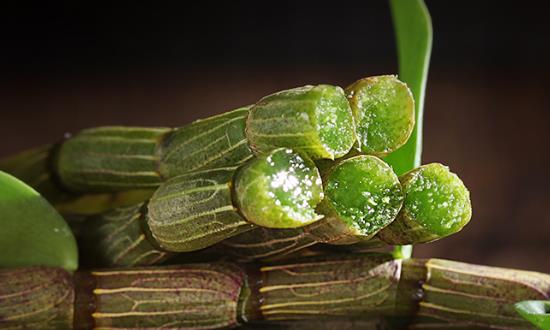 鐵皮石斛行業(yè)發(fā)展前景與投資價(jià)值