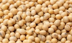 中國大豆產業(yè)現(xiàn)狀與市場機遇